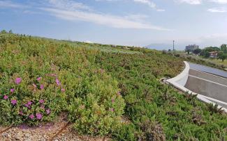 Distinct boundaries are created by grouping together individual plant species. Pitched green roof with Sedum and creeping rosmary
